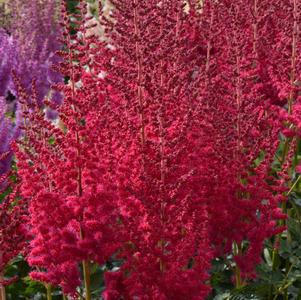 Astilbe chinensis 'Hot Pearls®'