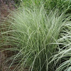 Miscanthus sinensis 'Morning Light'