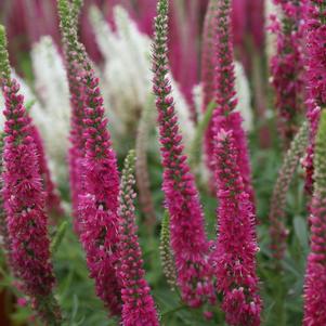 Veronica spicata 'Red Fox'