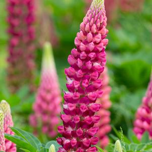 Lupinus 'Gallery Red'