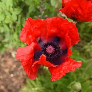 Papaver orientalis 'Beauty of Livermere'