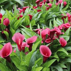 Calla 'Royal Valentine®'