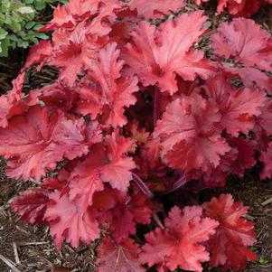 Heuchera 'Forever® Red'