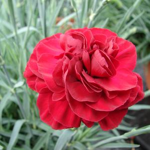 Dianthus 'Scent First® Passion'