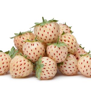 Strawberry hybrid 'Pineberry'