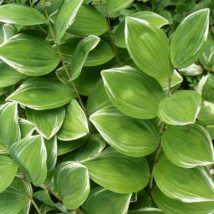 Polygonatum odoratum 'Variegatum'