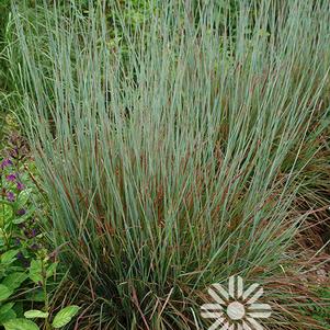 Schizachyrium scoparium 'Standing Ovation'