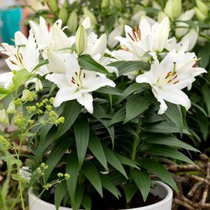 Lilium - Oriental Pot Lily Looks™ 'Sunny Okinawa'