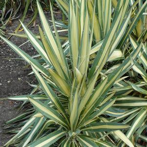 Yucca filamentosa 'Color Guard'