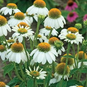 Echinacea purpurea 'POW WOW™ White'