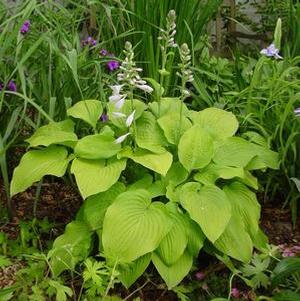 Hosta 'August Moon'