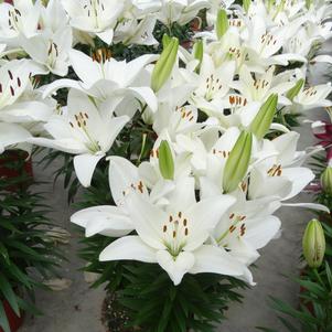 Lilium - Asiatic Pot Lily Looks™ 'Tiny Crystal'