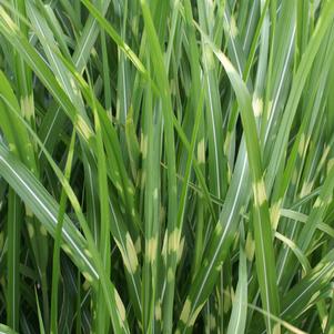 Miscanthus sinensis 'Strictus'