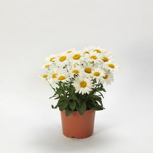 Leucanthemum superbum 'White Lion'