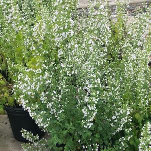 Calamintha nepeta ssp. nepeta 