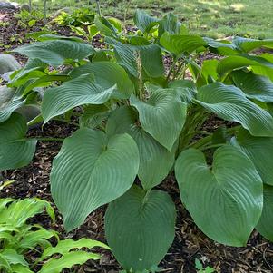 Hosta 'T-Rex'