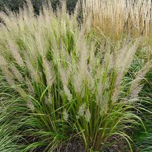 Calamagrostis brachytricha