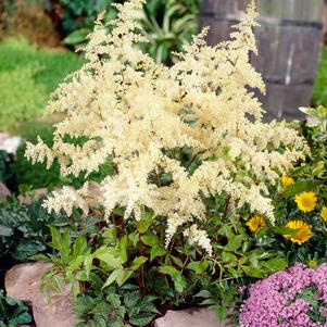 Astilbe arendsii 'Bridal Veil'