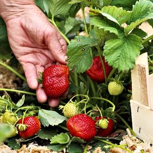 Strawberry 'Ft. Laramie'