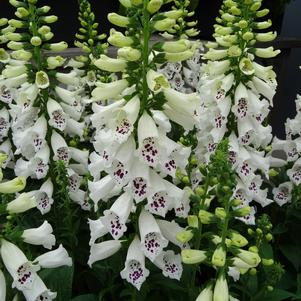 Digitalis purpurea 'Dalmatian White Improved'