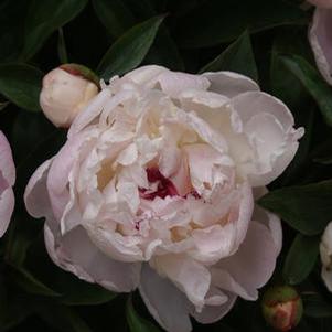 Peony 'Festiva Maxima'