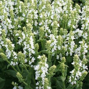 Salvia nemorosa 'Sensation® White'