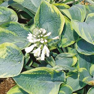 Hosta 'Tokudama Flavocircinalis'