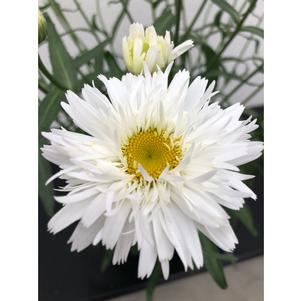 Leucanthemum maximum 'Sweet Daisy Rebecca'