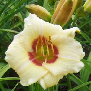 Hemerocallis 'Pandora's Box'