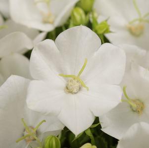 Campanula carpatica 'Rapido White'