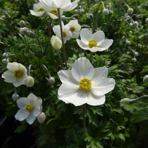 Anemone sylvestris