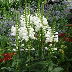 Physostegia virginiana 'Crystal Peak White'