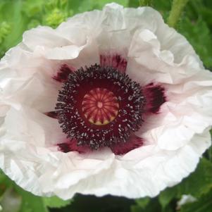 Papaver orientalis 'Royal Wedding'