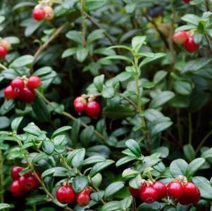 Lingonberry 