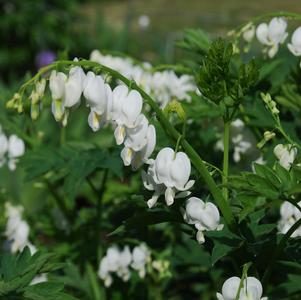 Dicentra spectabilis 'Alba'