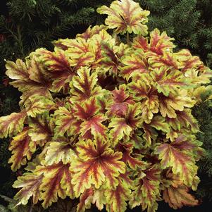 Heucherella 'Gold Zebra'