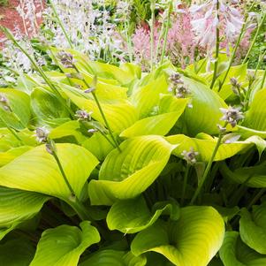 Hosta 'City Lights'