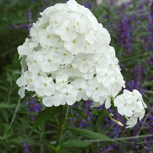 Phlox Tall Garden paniculata 'David'