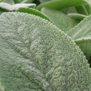 Stachys byzantina 'Helen von Stein'