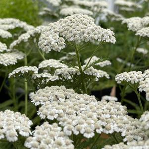 Achillea millefolium 'New Vintage™ White'