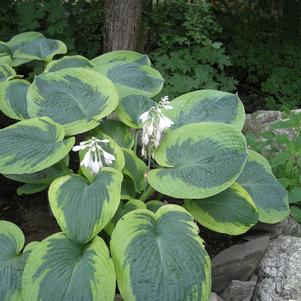 Hosta 'Olive Bailey Langdon'