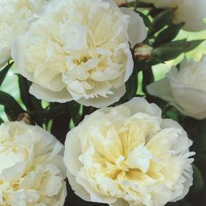 Peony 'Duchesse de Nemours'