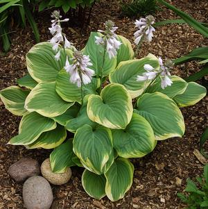 Hosta 'Fragrant Bouquet'