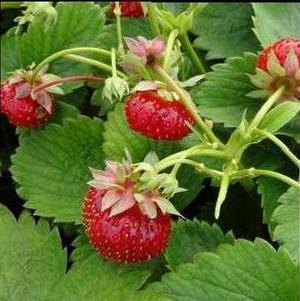 Strawberry 'Eversweet'