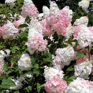 Hydrangea paniculata 'Phantom'