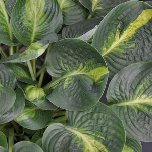 Hosta 'Warwick Comet'