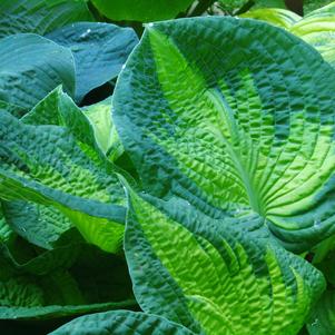 Hosta 'Brother Stefan'