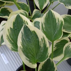 Hosta 'Band of Gold'