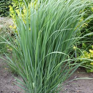 Panicum virgatum 'Northwind'