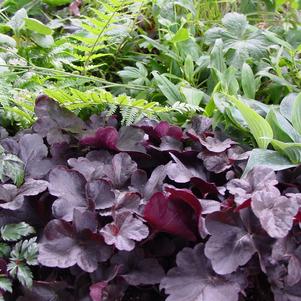 Heuchera 'Obsidian'